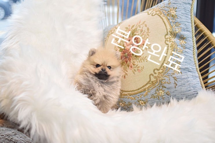  강아지분양 일산 대화동 애니펫! 귀여운 세이블포메 분양중 :)