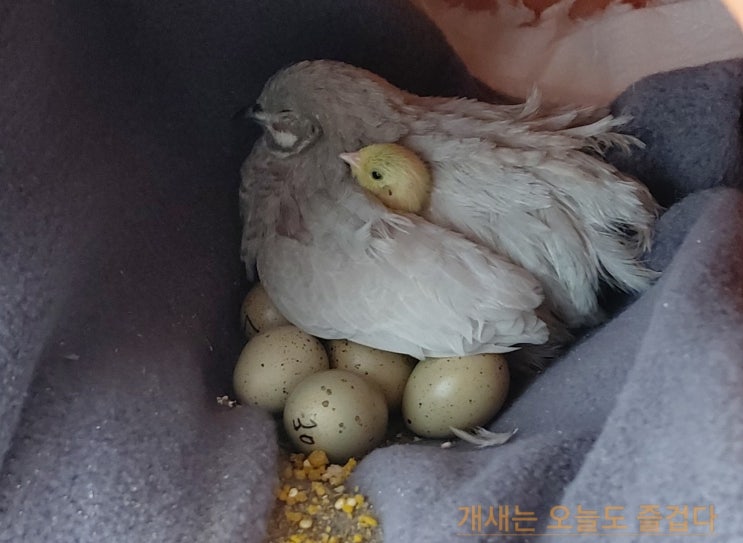  금룡외전