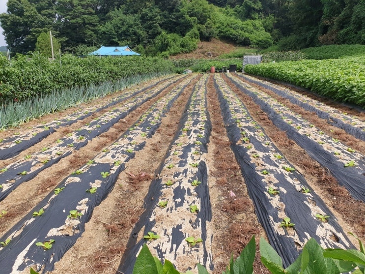  8월부터 준비하는  모시골 김장배추