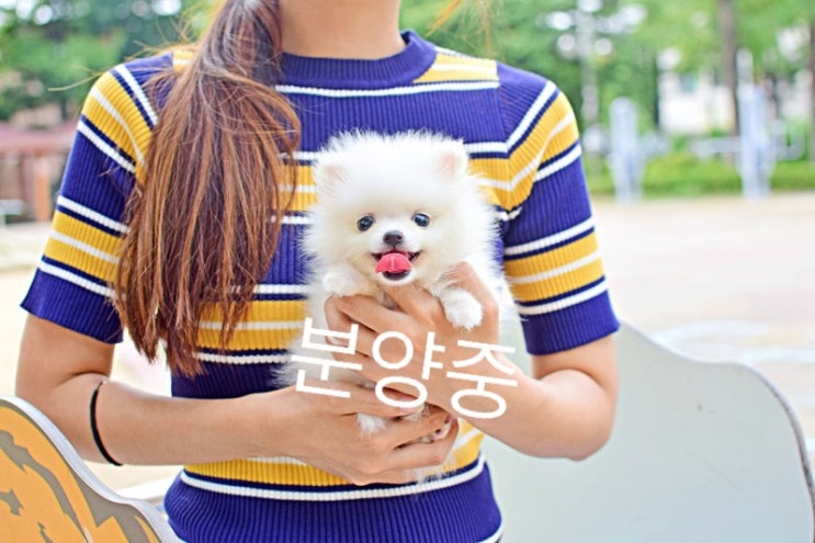  포메라니안 분양 솜사탕 처럼 달콤한 미소에 강아지