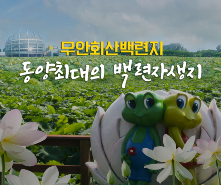  무안회산백련지