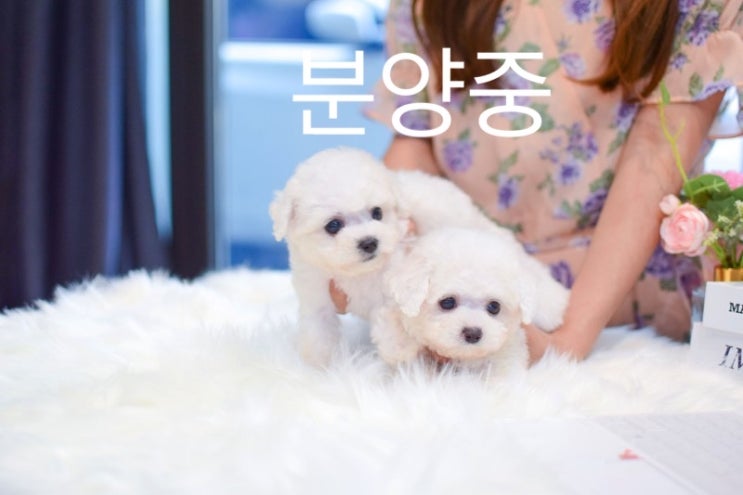  인천 미니비숑분양 뭉게뭉게 구름 인형