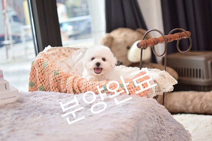  강아지분양 일산 대화동 애니펫! 뭉개구름같은 비숑 분양완료 :)
