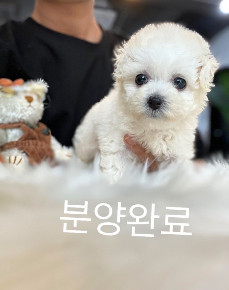  일산 강아지분양 뭉게뭉게 구름같은 비숑프리제