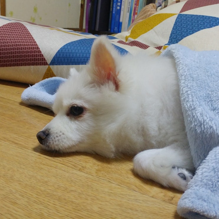  무지개다리 건넌 강아지 별이의 49재(49제) 치룬 후기입니다. (+49제 계산 방법?) 별이야 사랑해~