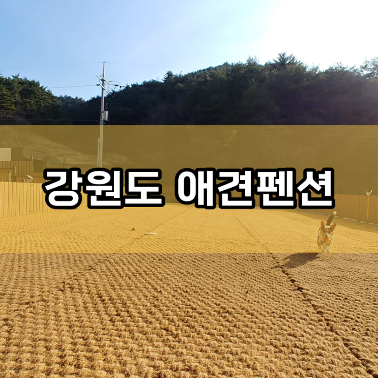  강원도 애견독채펜션 개인 운동장때문에 코로나 걱정 없어요.