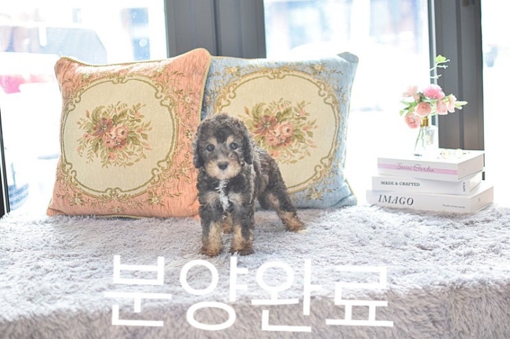  강아지분양 일산 대화동 애니펫! 우아한 매력 베들링턴 테리어 분양완료 :)