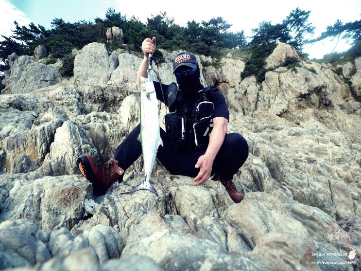  부산낚시포인트에서 대삼치 루어 쇼어지깅 성공.
