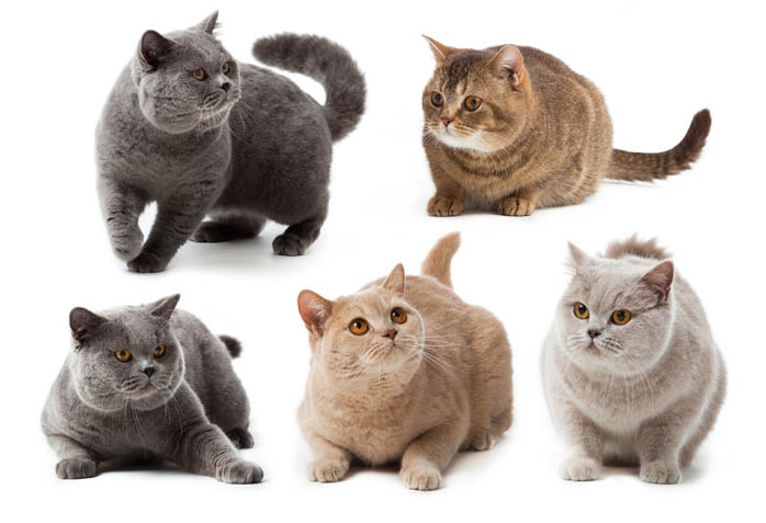 브리티쉬 숏헤어 고양이 특징 성격 유전병 알아보기