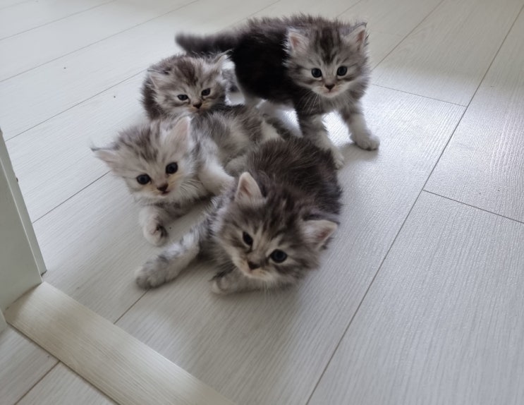  페르시안 고양이 가정분양, 하양이에서 아리로~ ^^
