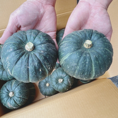 후기가 정말 좋은 진짜 맛있는 제주 미니 단호박 10kg (30수~45수) 좋아요 후기가 정말 좋은 진짜 맛있는 제주 미니 단호박 10kg (30수~45수) 좋아요