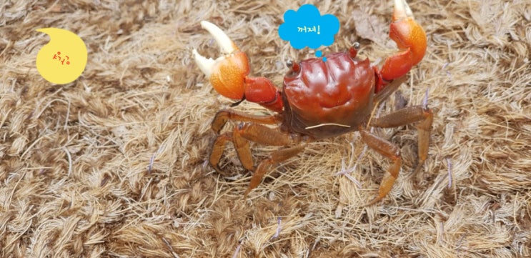  갈대 길에 붉은발말똥게