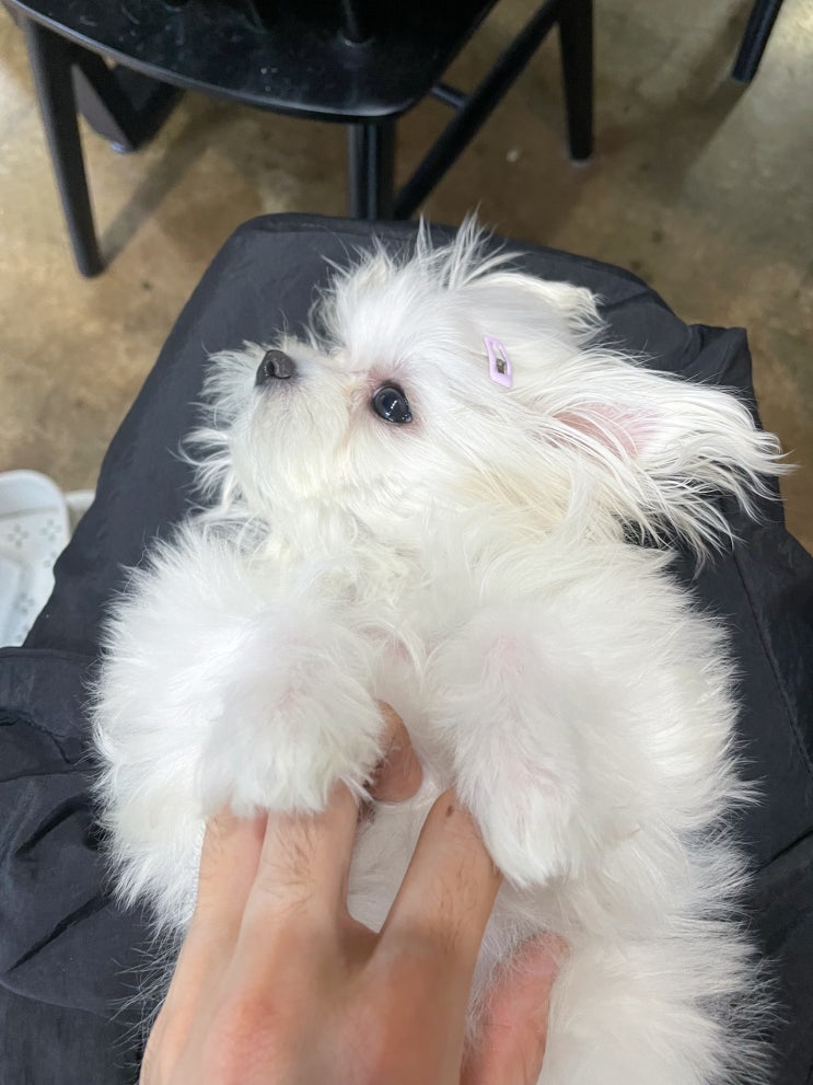  강아지샴푸 추천 백모전용 샴푸