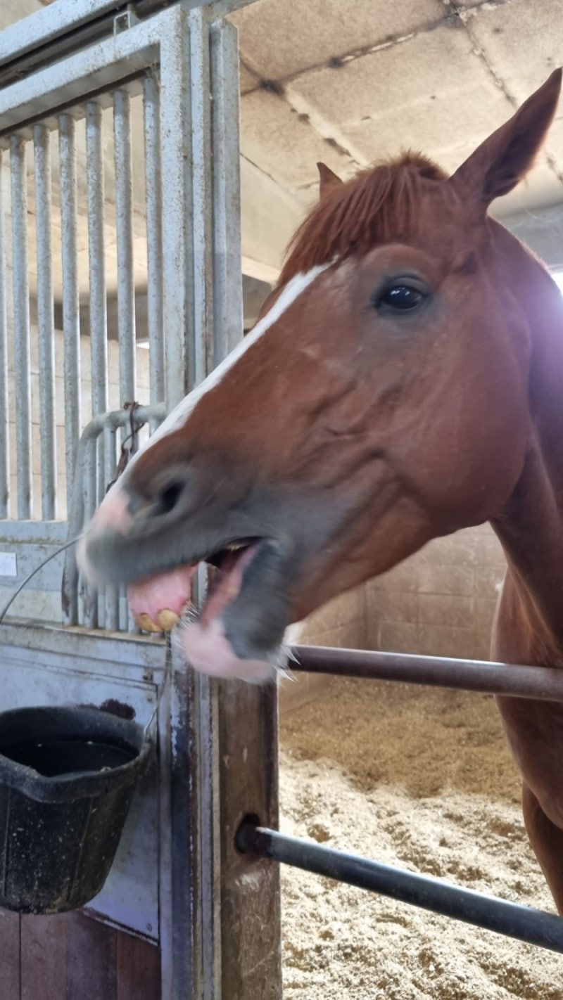 강남 역삼동] 랭맥 \u0026 8월 28일 일상 : 네이버 블로그, image size:800x1422