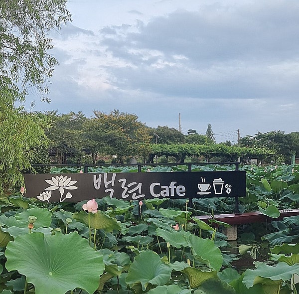  무안 여행, 무안 낙지공원에서 바다보고 백련카페 연꽃보러 가자