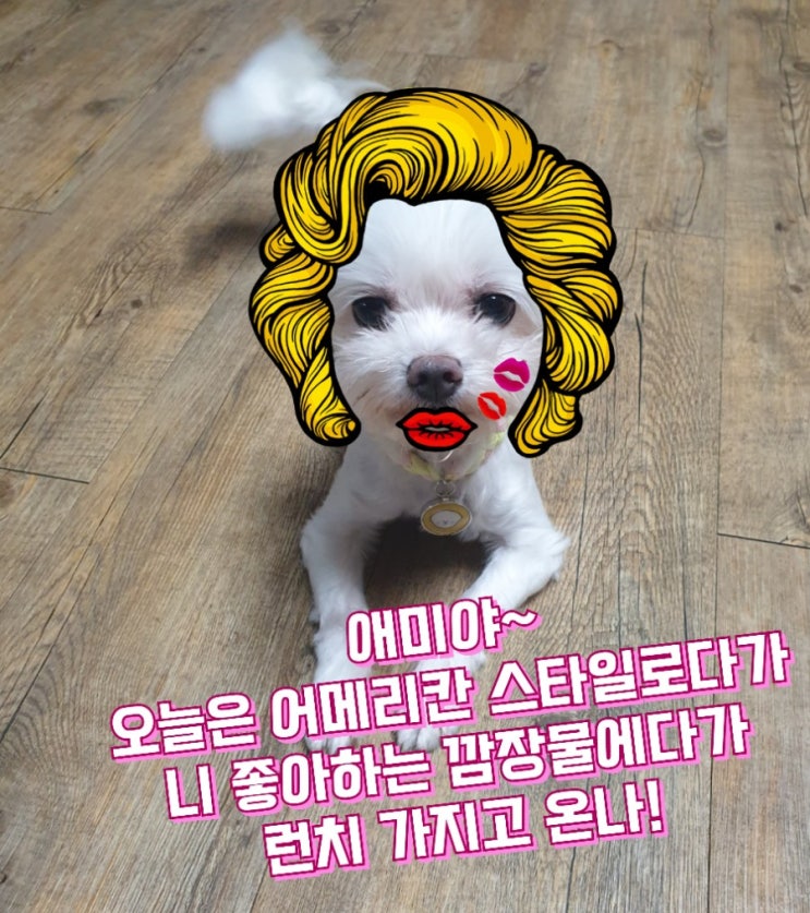  오늘은 아메리칸 스타일 강쥐몽