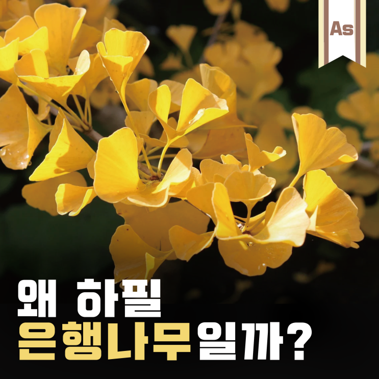  길거리 조경수, 왜 하필 은행나무일까?  _ 은행나무를 심는 이유/은행냄새