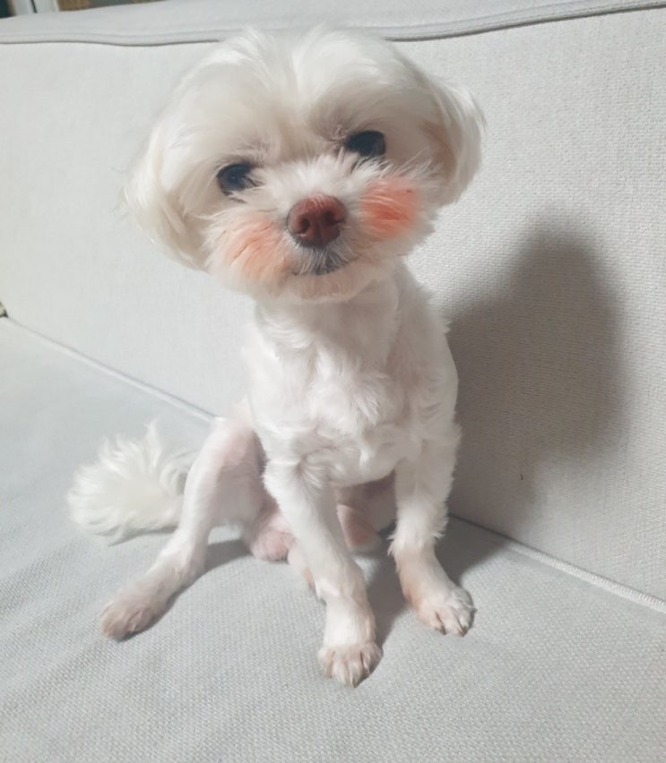  몽이의 술주정