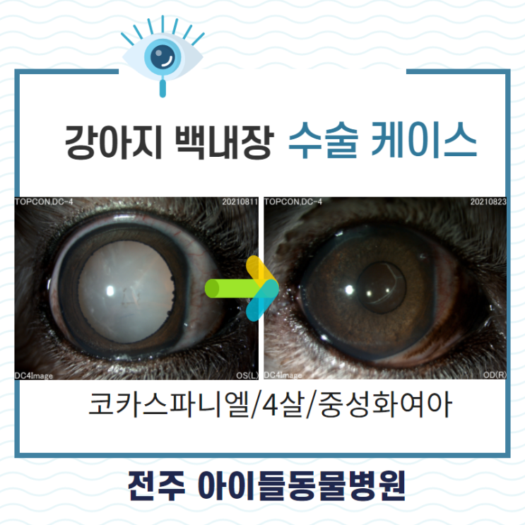 강아지 백내장 수술 사례 전북 안과 동물병원