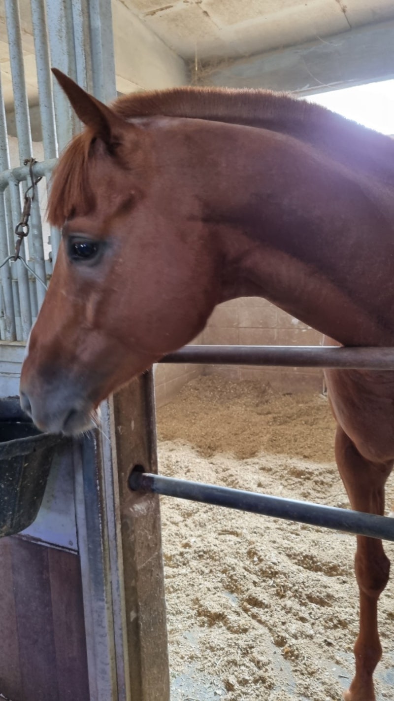 만화 실행 트랙 경기장입니다. 벡터 스톡 벡터 - ©bigmouse 169146372, image size:800x1422