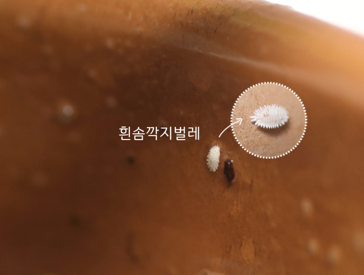  흰솜 깍지벌레 박멸 도대체 언제쯤
