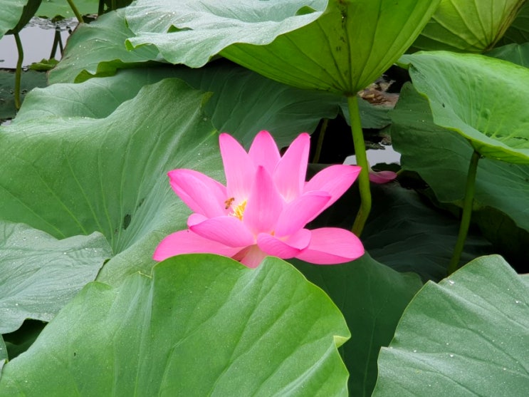  동방낚시터 방갈로에서 보낸 1박 2일 시설과 풍경