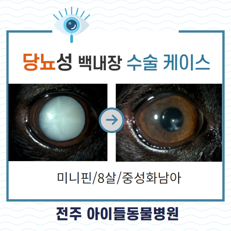  강아지 당뇨 합병증 백내장 수술, 관리 전주 안과 동물병원
