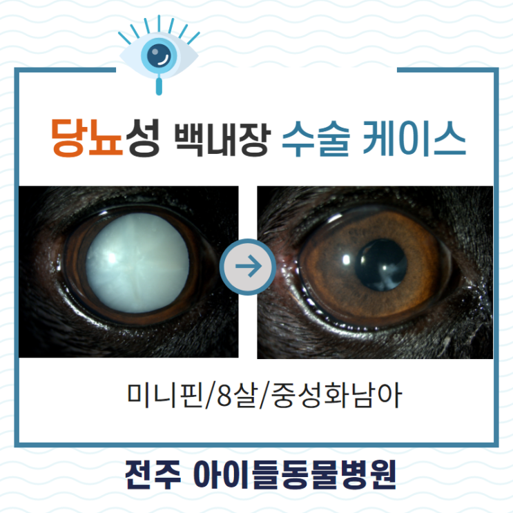 강아지 당뇨 합병증 백내장 수술, 관리 전주 안과 동물병원