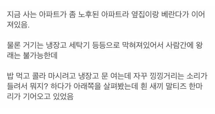  옆집 새끼강아지 베란다로 넘어옴