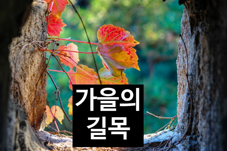  어느새 다가온 가을의  길목