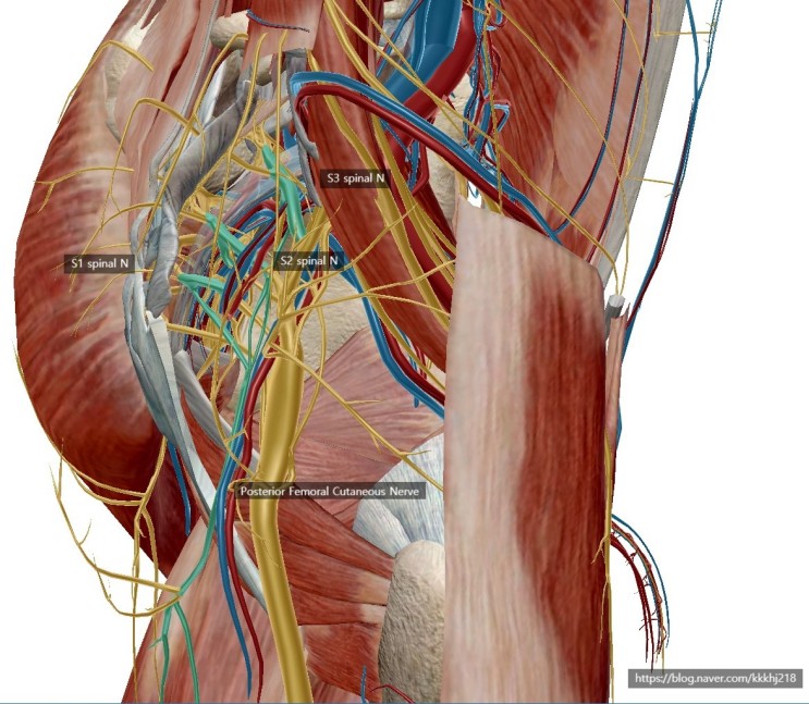 뒤넙다리 피부신경 / Posterior femoral cutaneous Nerve / 닿는부위의 열감, 뜨거움 증상