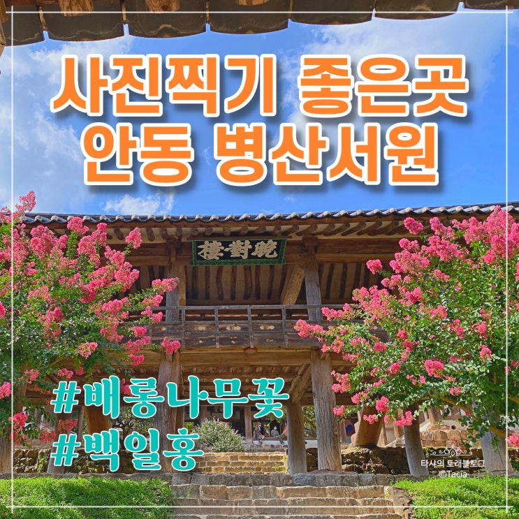  경북 안동 병산서원 - 배롱나무꽃 백일홍, 사진찍기좋은곳