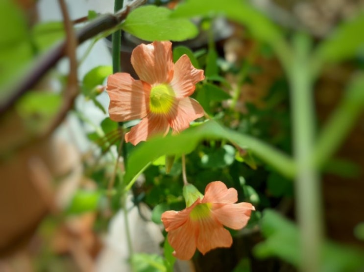 사랑초(옥살리스) 심기, 심는 시기