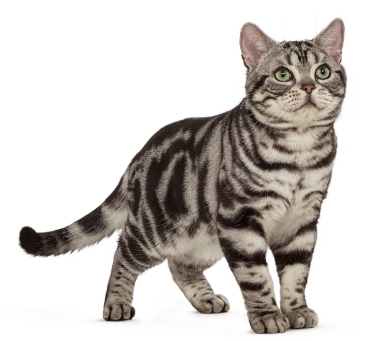 아메리칸 숏헤어 고양이 성격 특징 유전병 알아보기