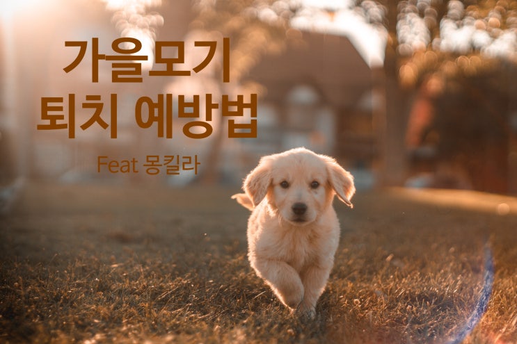  가을모기 꼼짝마! 강아지 모기퇴치 예방법 (feat. 몽킬라)