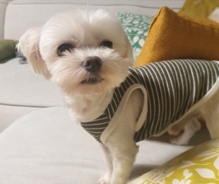  몽이와 함께하는 심리테스트 5