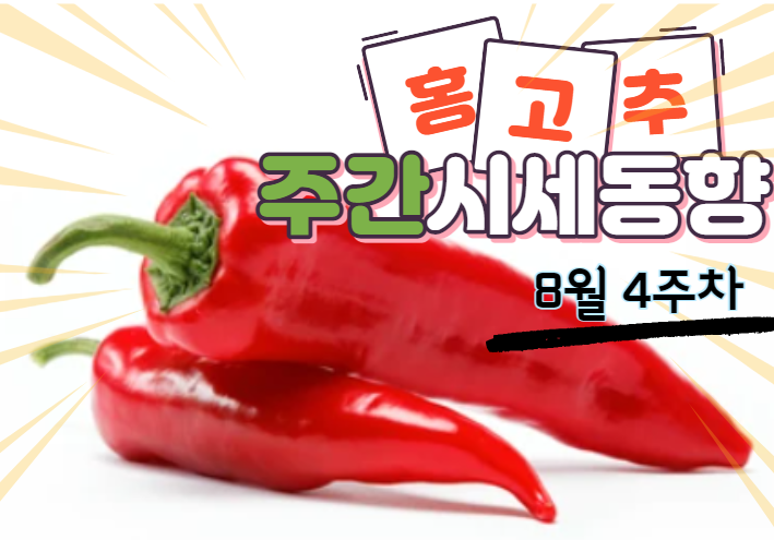  [경매사 주간보고] 비가 오면서 맥을 못차리는 "홍고추" (8월 4주차)