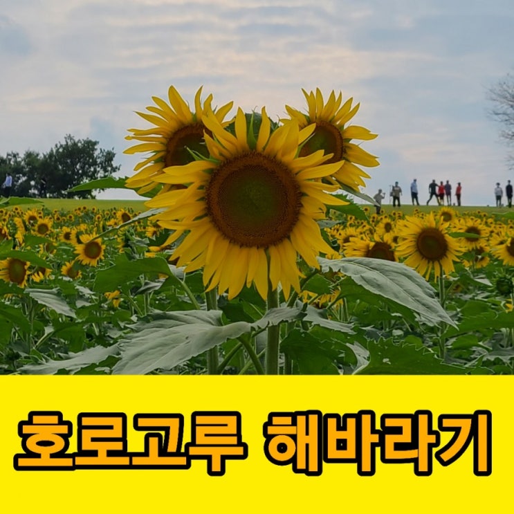 연천 호로고루 해바라기 가을 느끼기에 딱 좋은 가볼만한 곳