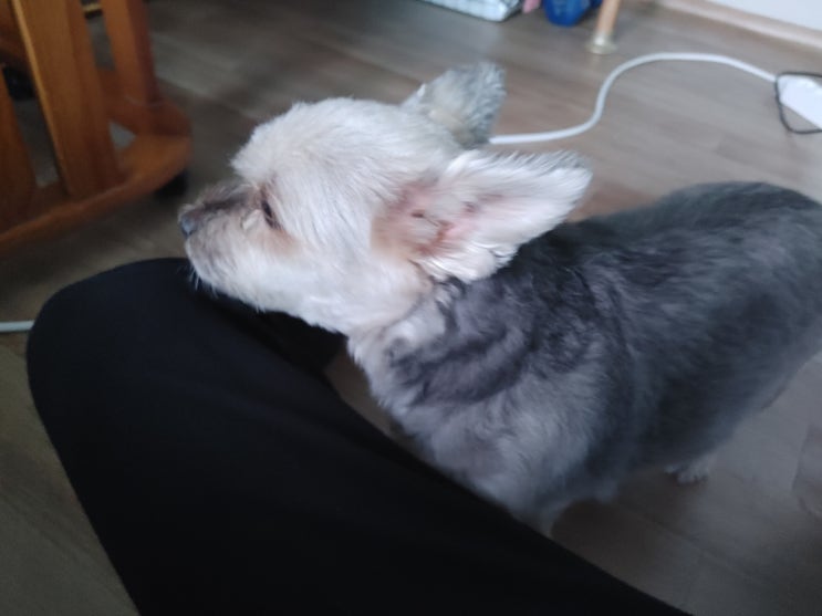  반려견 감자와 반려묘 별이가 나를 무시하는 모습??