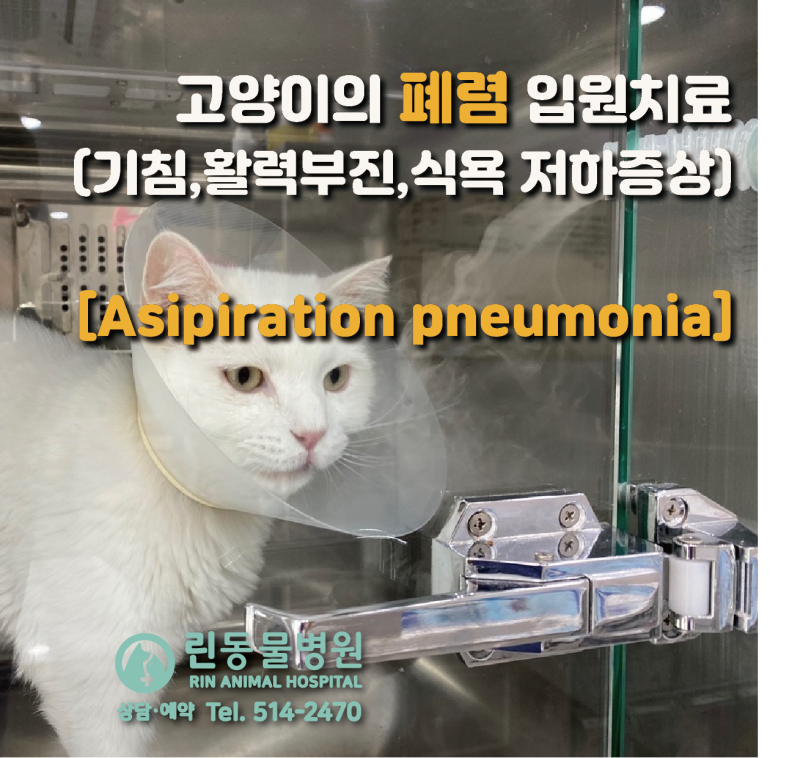 고양이 폐렴, 원인과 증상 및 치료 9
