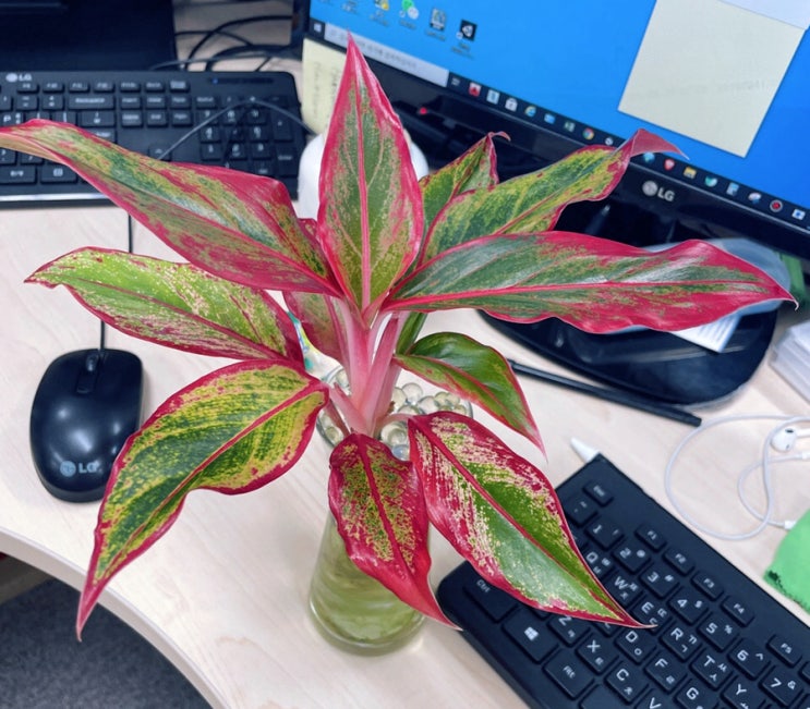 실내공기정화식물 추천! 붉은 잎이 매력적인 식물,  아글레오네마
