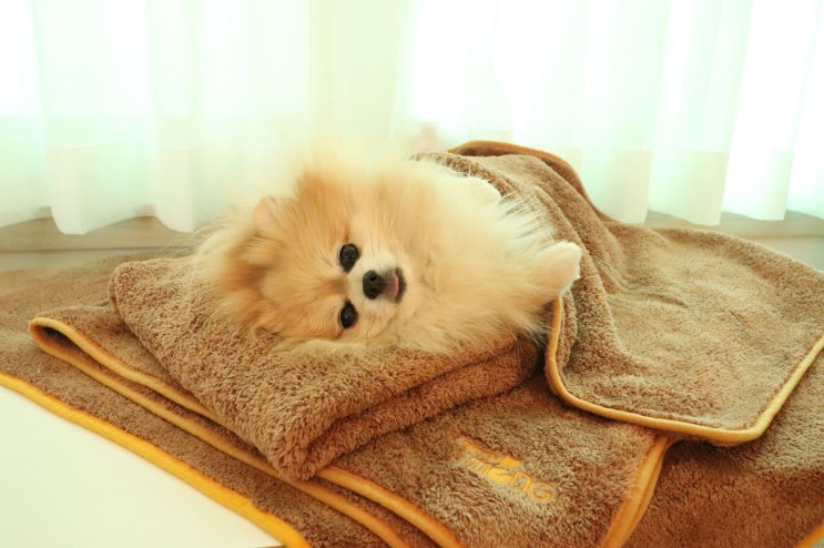  펫타올  원단 좋고, 흡수력 강한 바스몽 몽타월