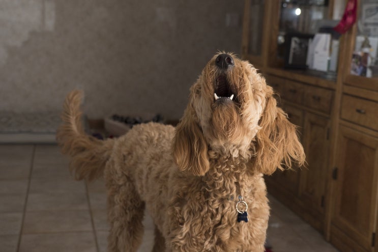 집에서 외부인에게 공격적이고 짖는 강아지 어떻게 해야 될까요?