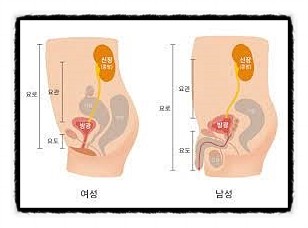  방광, 요도의 구조 소변, 신장 괄약근 정자 전립선