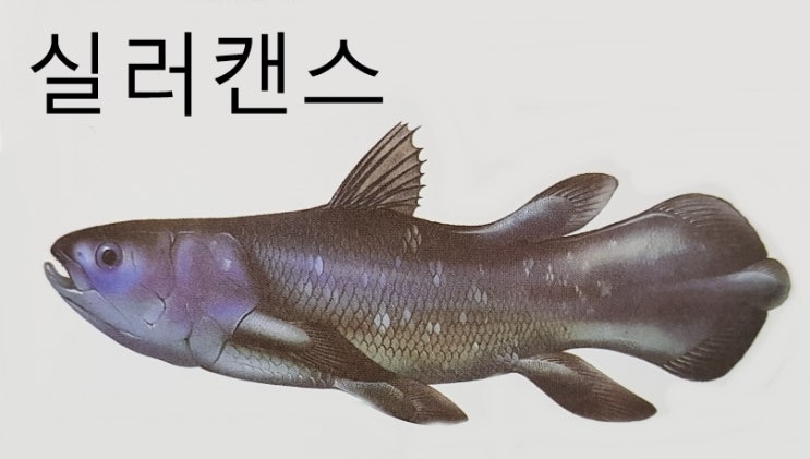  실러캔스 폐어 파랑쥐치 특징 크기(날개쥐치 가시복 퀸트리거 거북복 개복치 등)