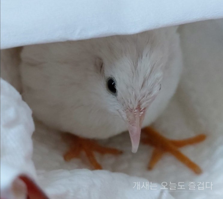  도룡이 1부