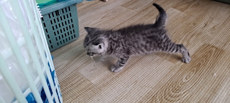  새끼고양이 고등어태비 가족이 생겼습니다. 아기고양이 사진들을 올려봅니다.