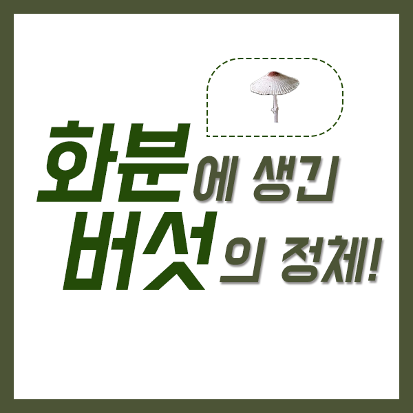  화분 속 버섯, 없애 말어?
