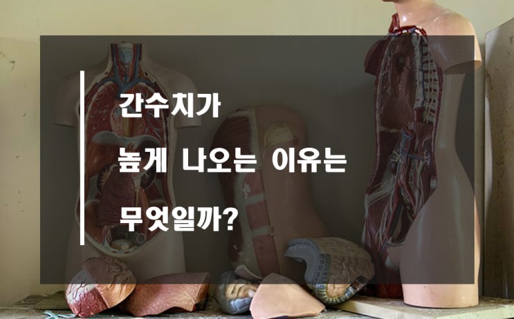  간수치가 높은 이유와 정상범위
