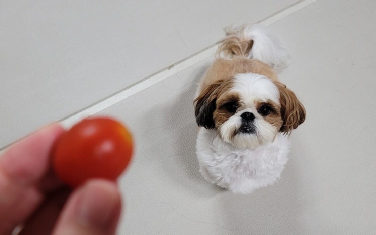 강아지 방울토마토 먹어도 되는 음식, 이것만은 꼭 체크해요